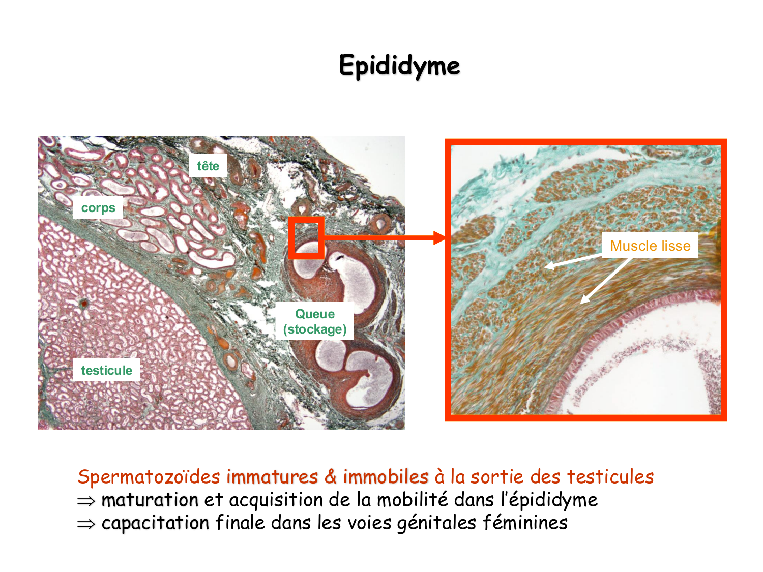 Physiologie reproductive masculine page 20