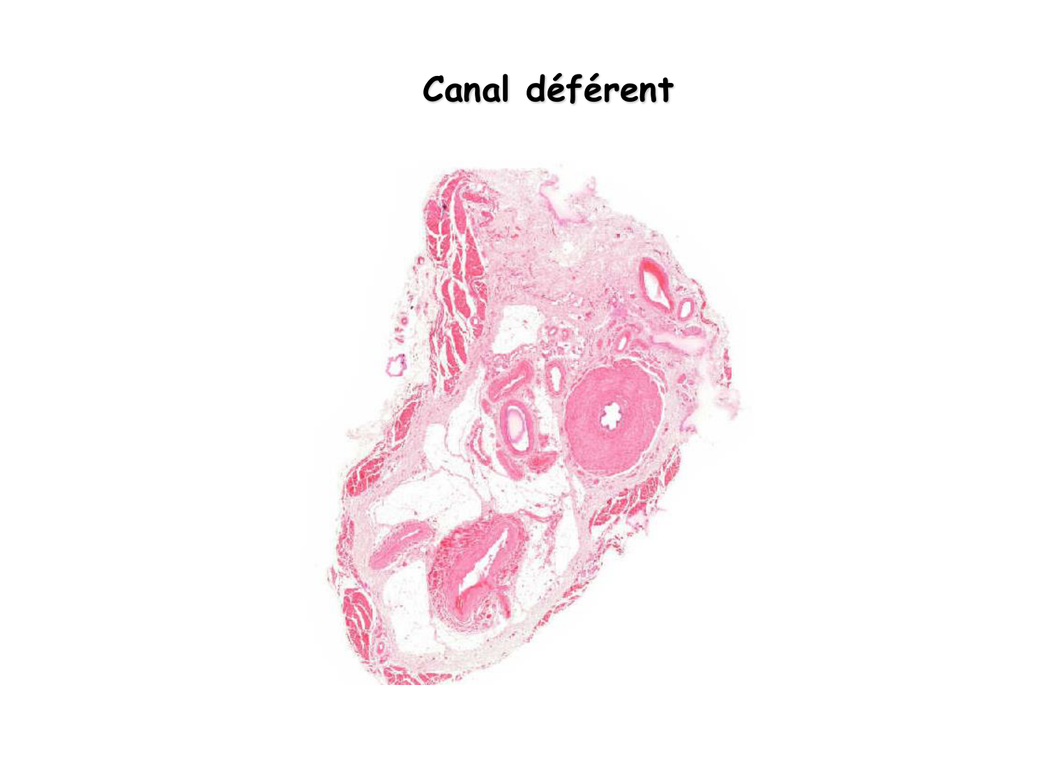 Physiologie reproductive masculine page 21