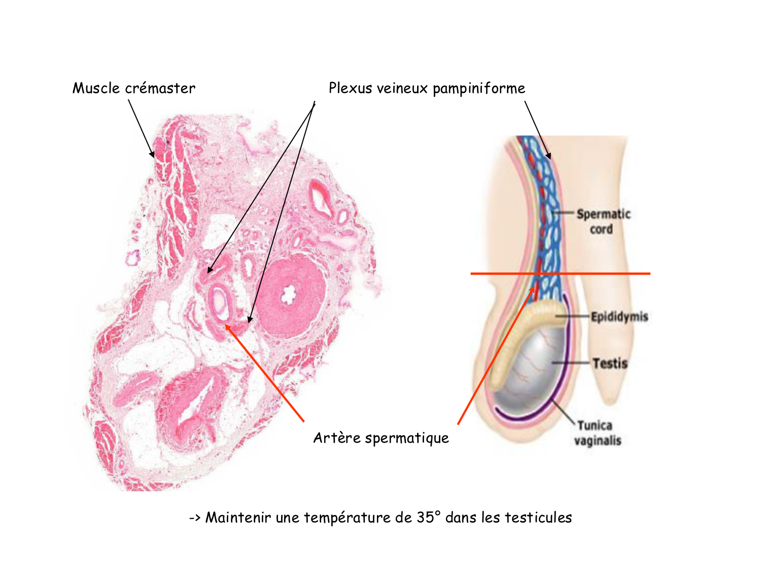 Physiologie reproductive masculine page 22