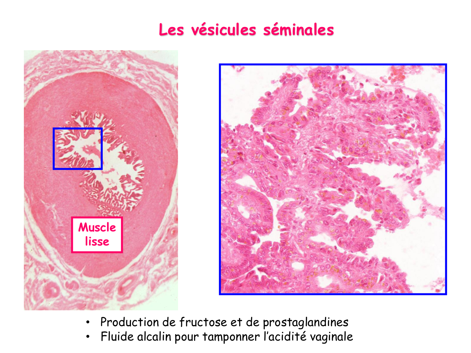 Physiologie reproductive masculine page 23