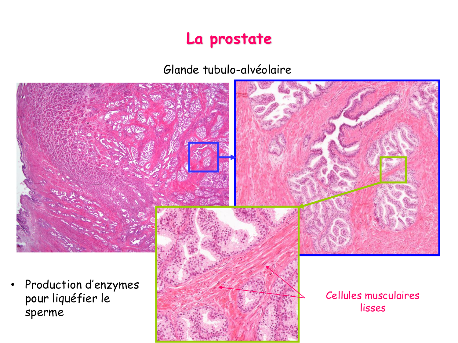 Physiologie reproductive masculine page 24