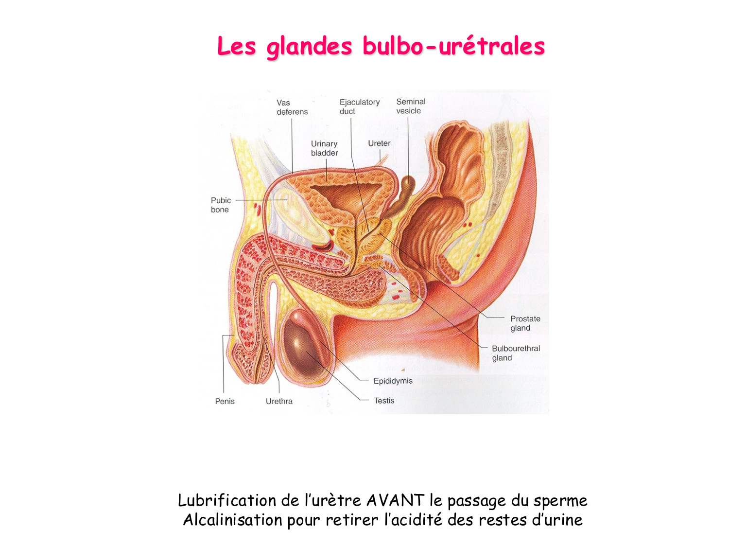 Physiologie reproductive masculine page 25