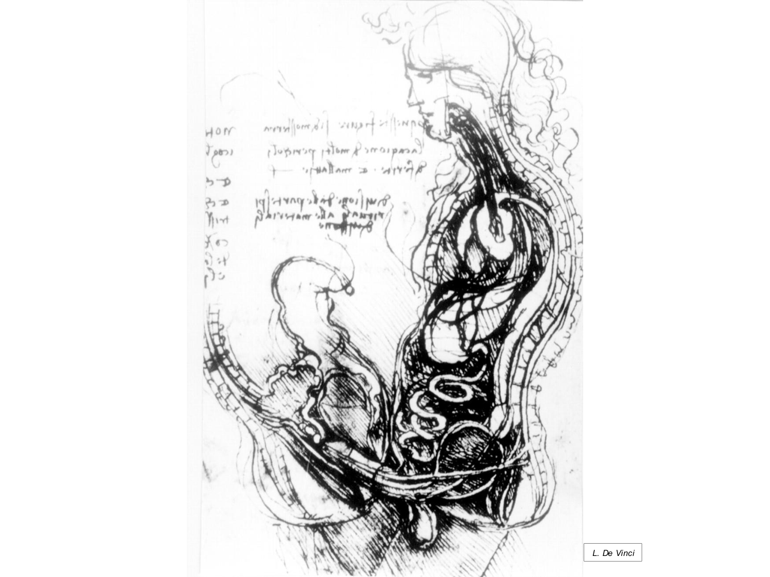 Physiologie reproductive masculine page 28