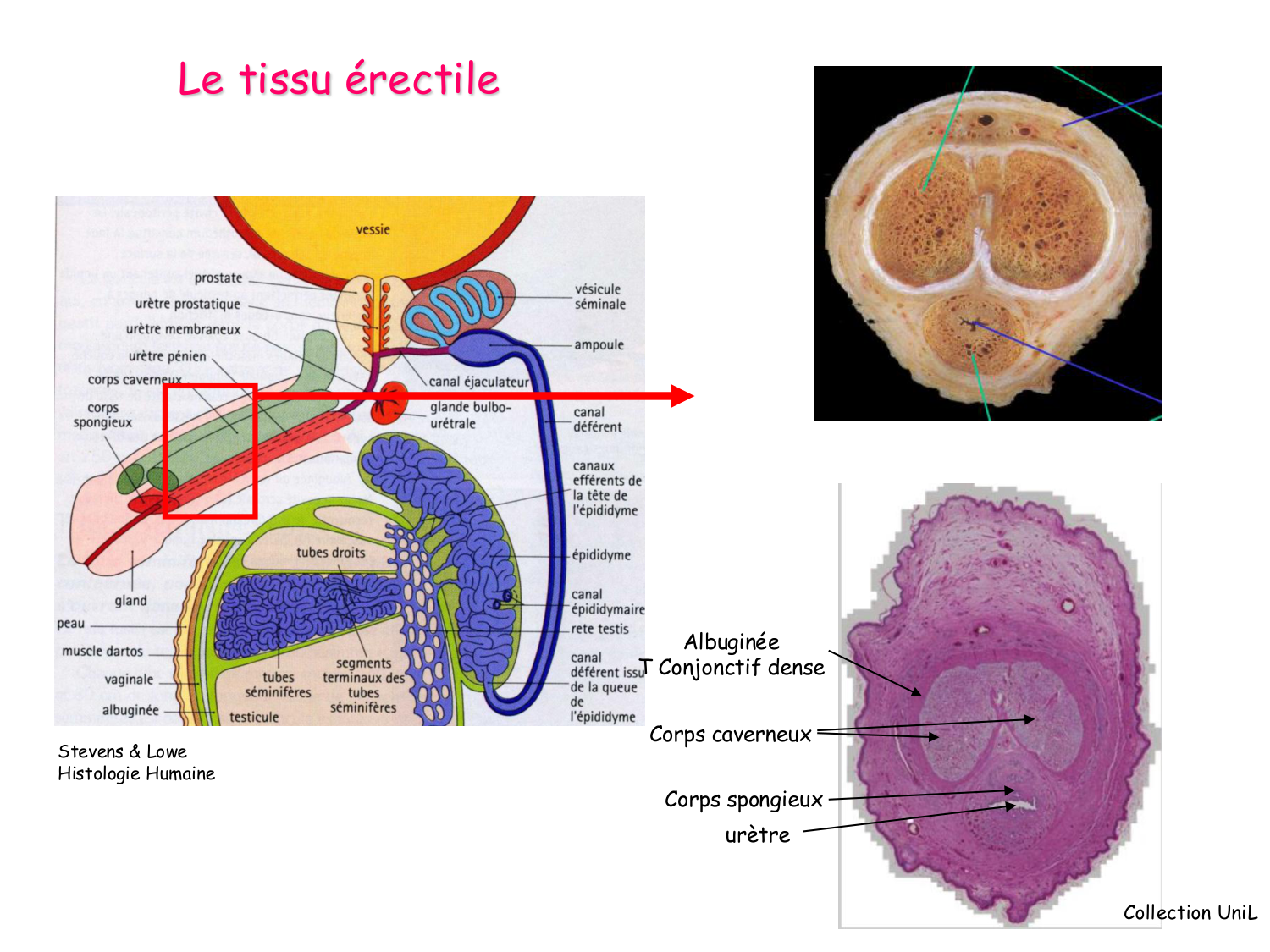 Physiologie reproductive masculine page 29