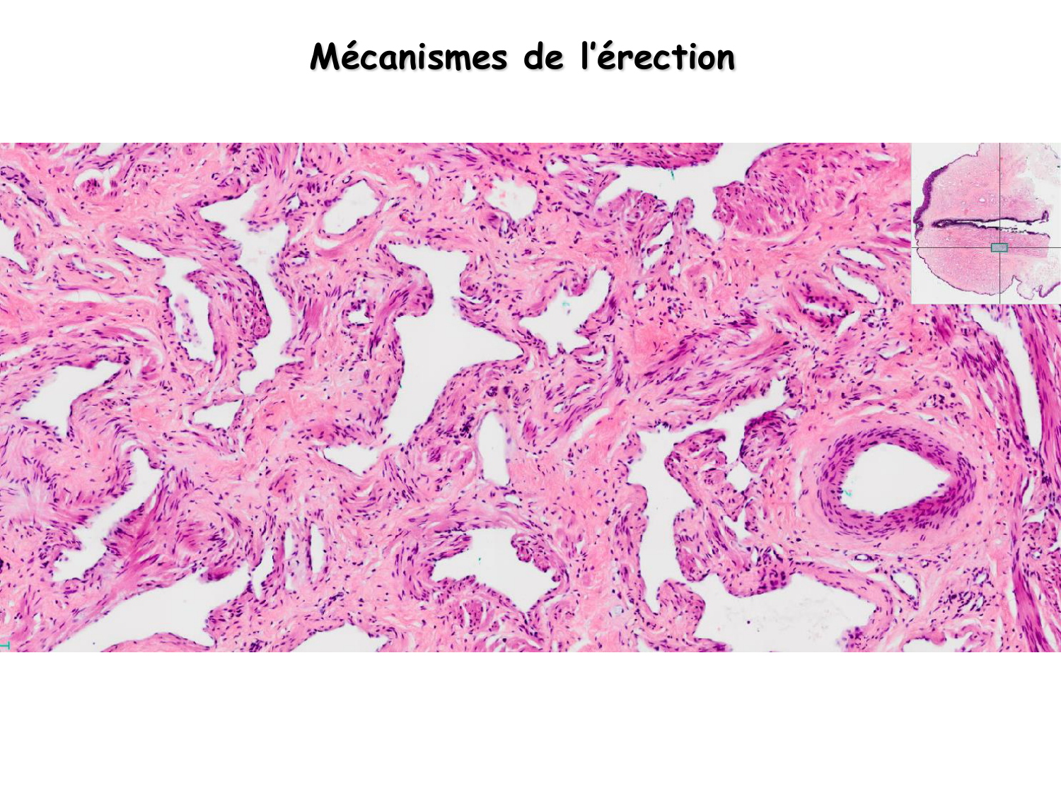 Physiologie reproductive masculine page 30