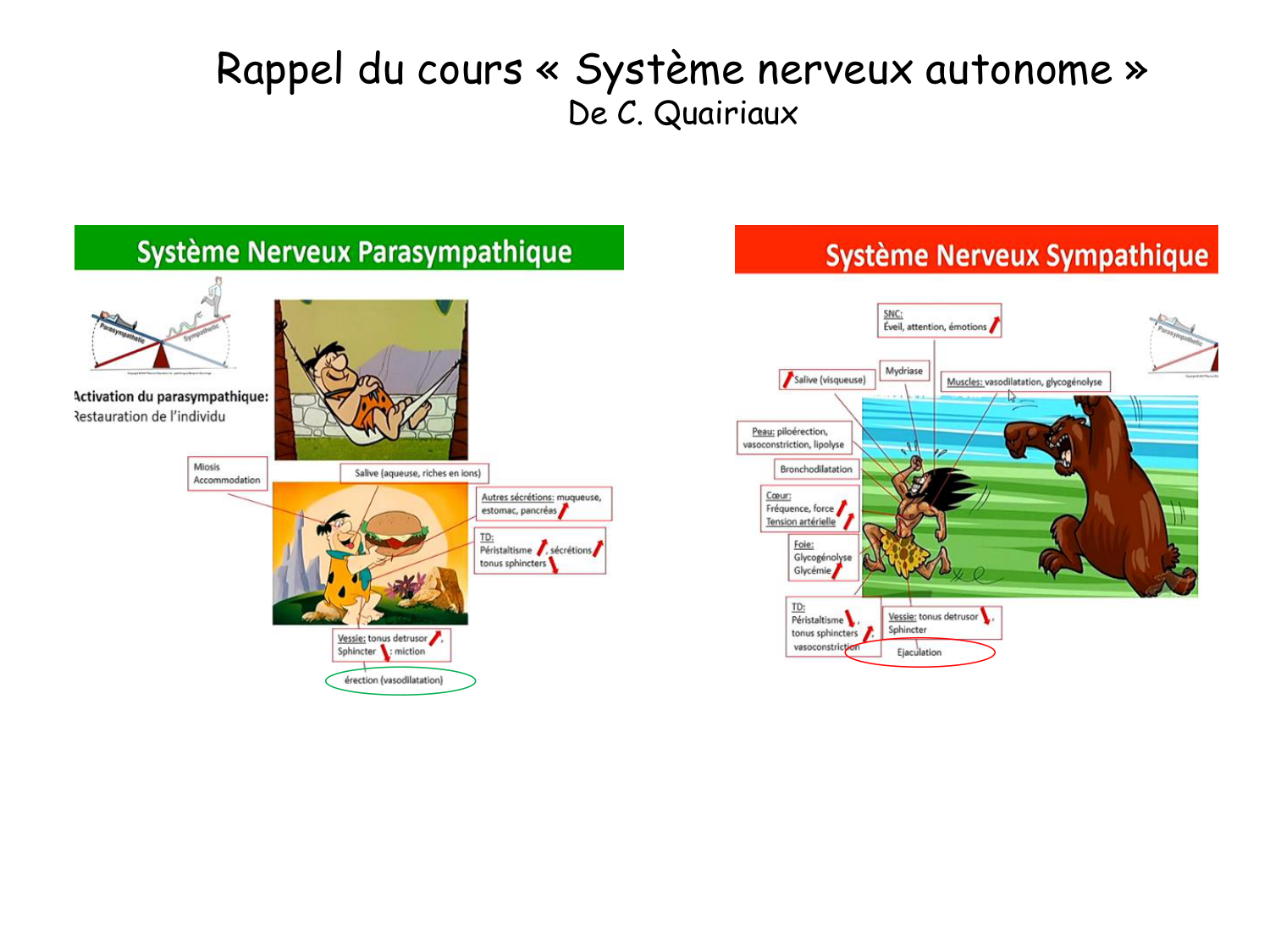 Physiologie reproductive masculine page 31