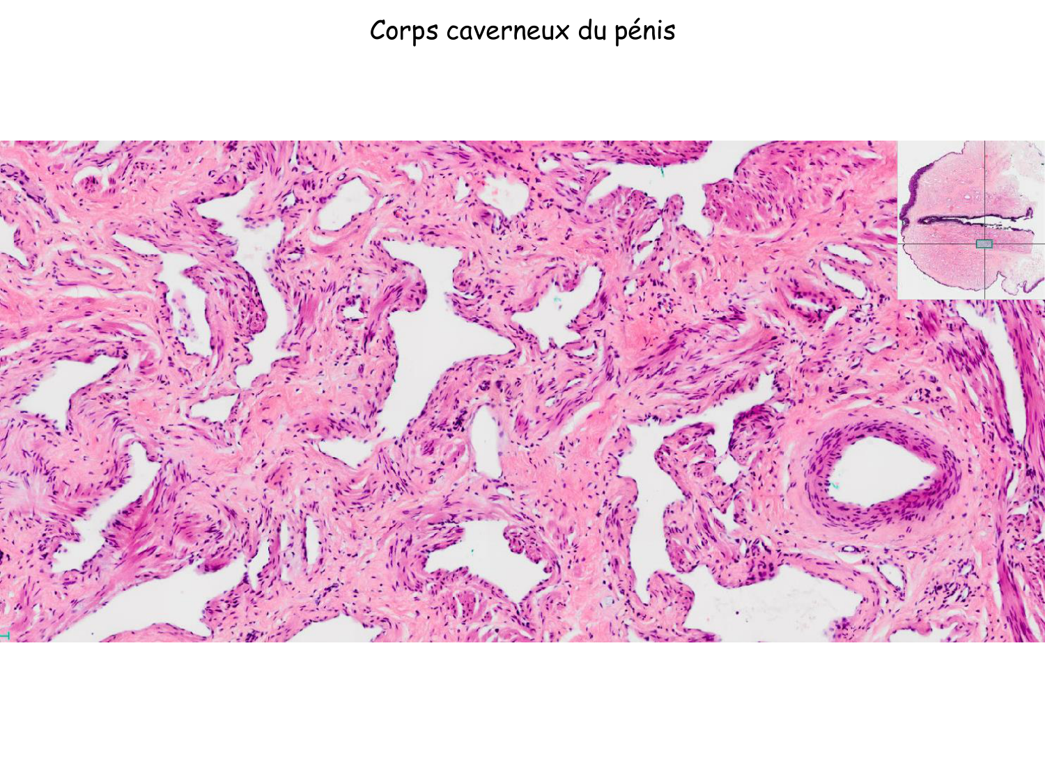 Physiologie reproductive masculine page 32