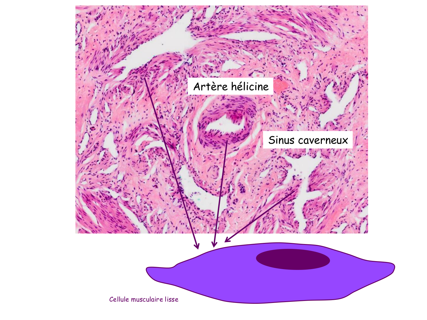 Physiologie reproductive masculine page 33