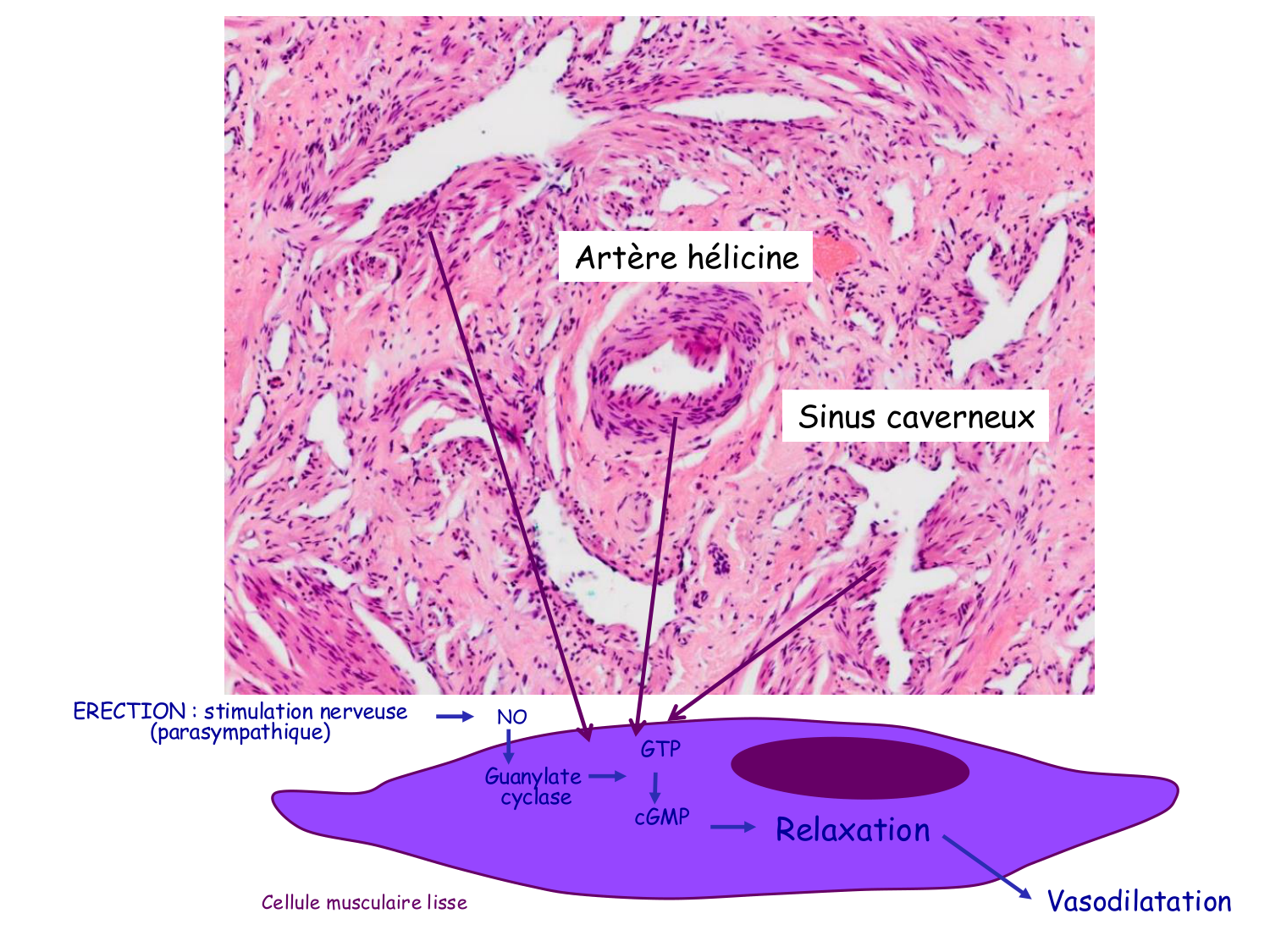 Physiologie reproductive masculine page 34