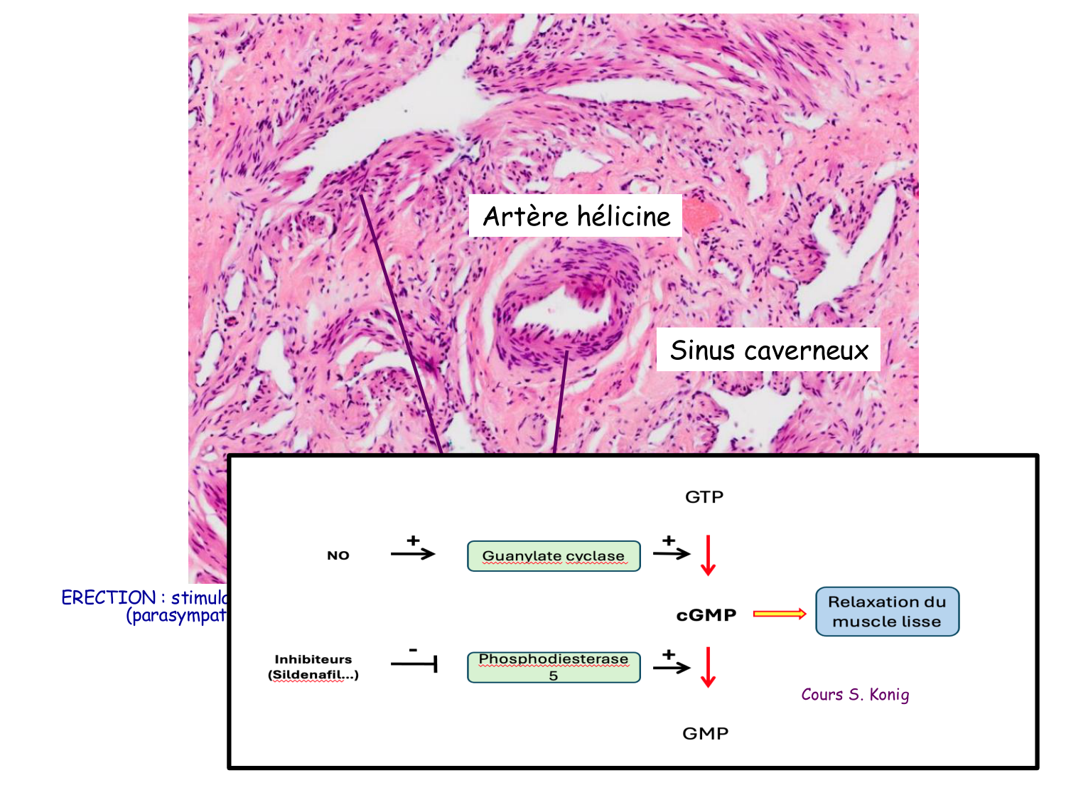 Physiologie reproductive masculine page 35