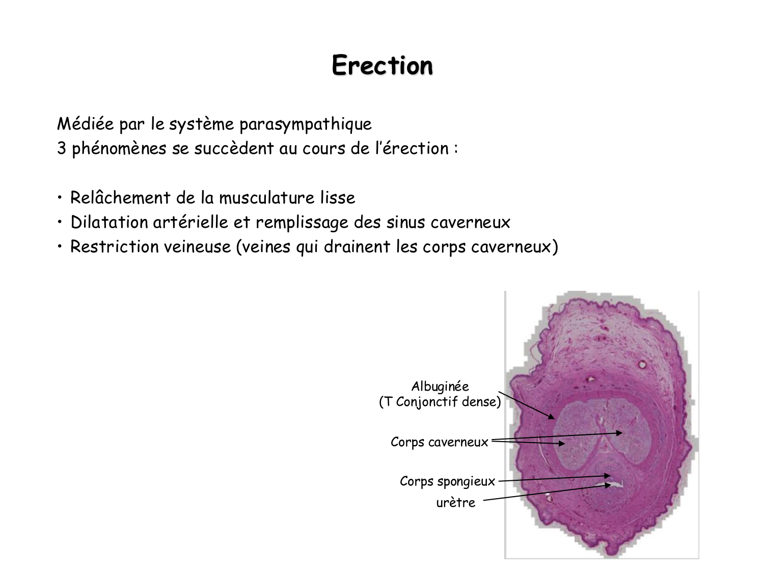 Physiologie reproductive masculine page 36