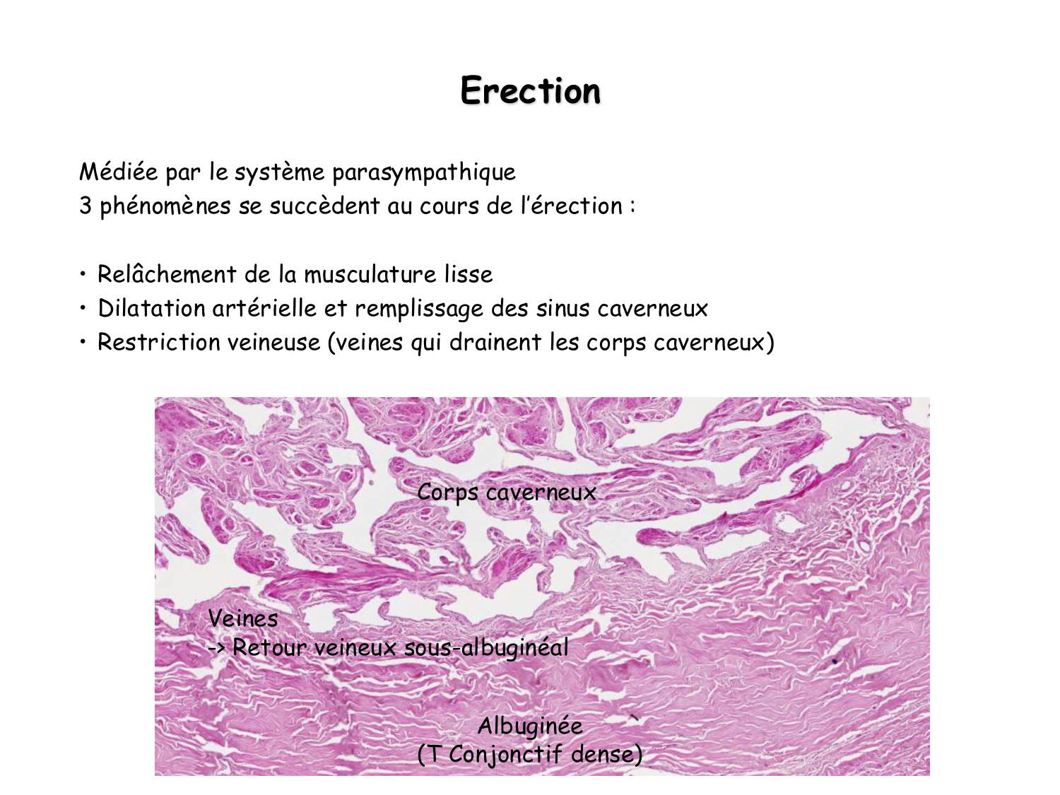 Physiologie reproductive masculine page 37