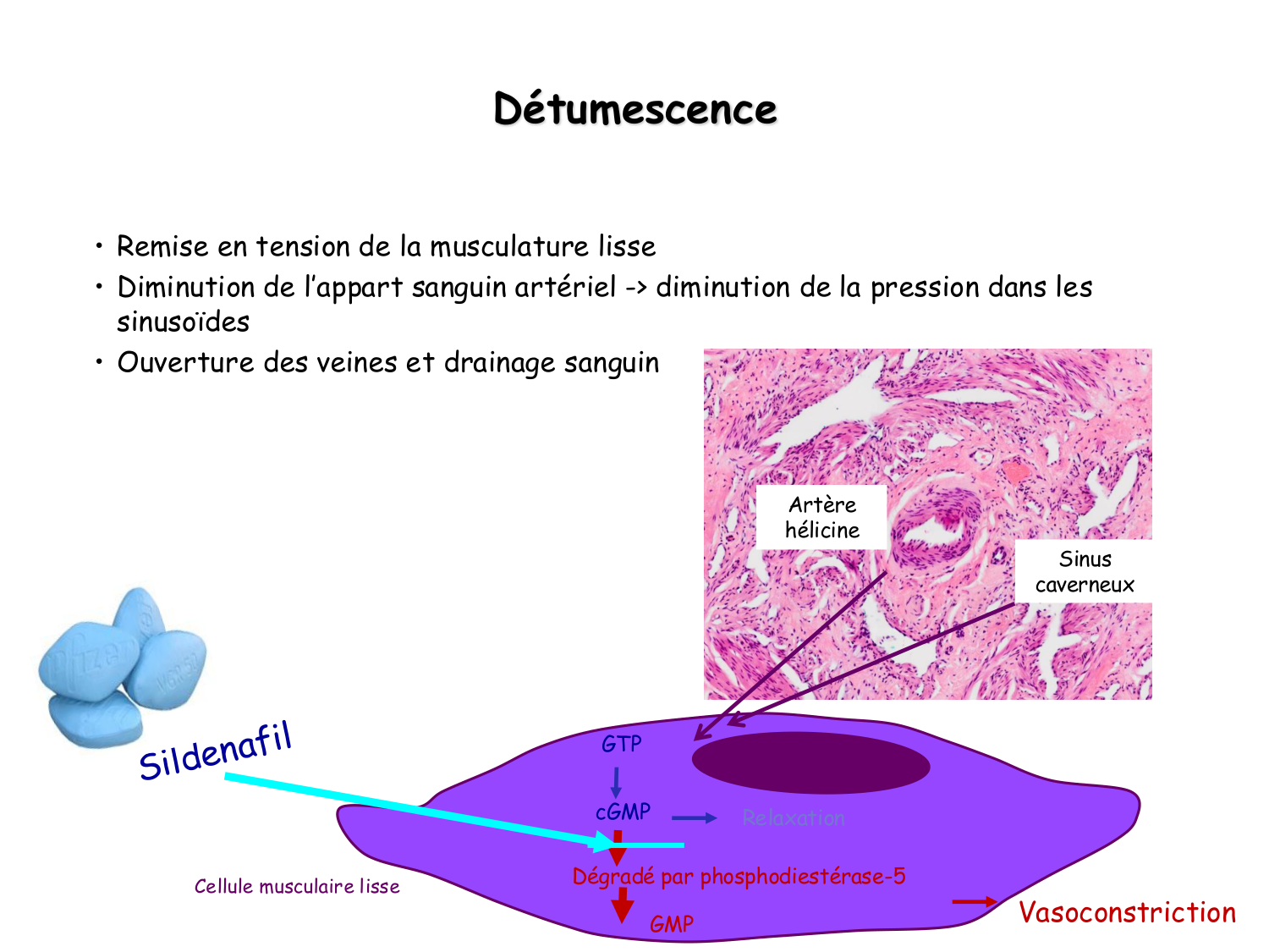 Physiologie reproductive masculine page 39