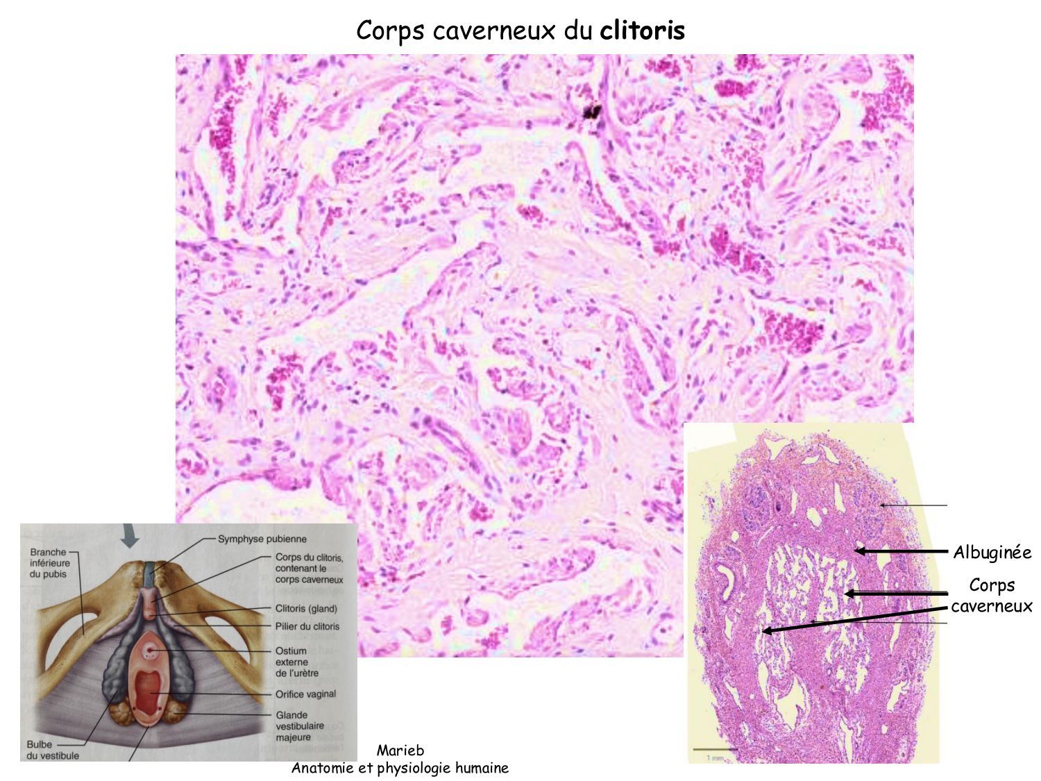 Physiologie reproductive masculine page 40