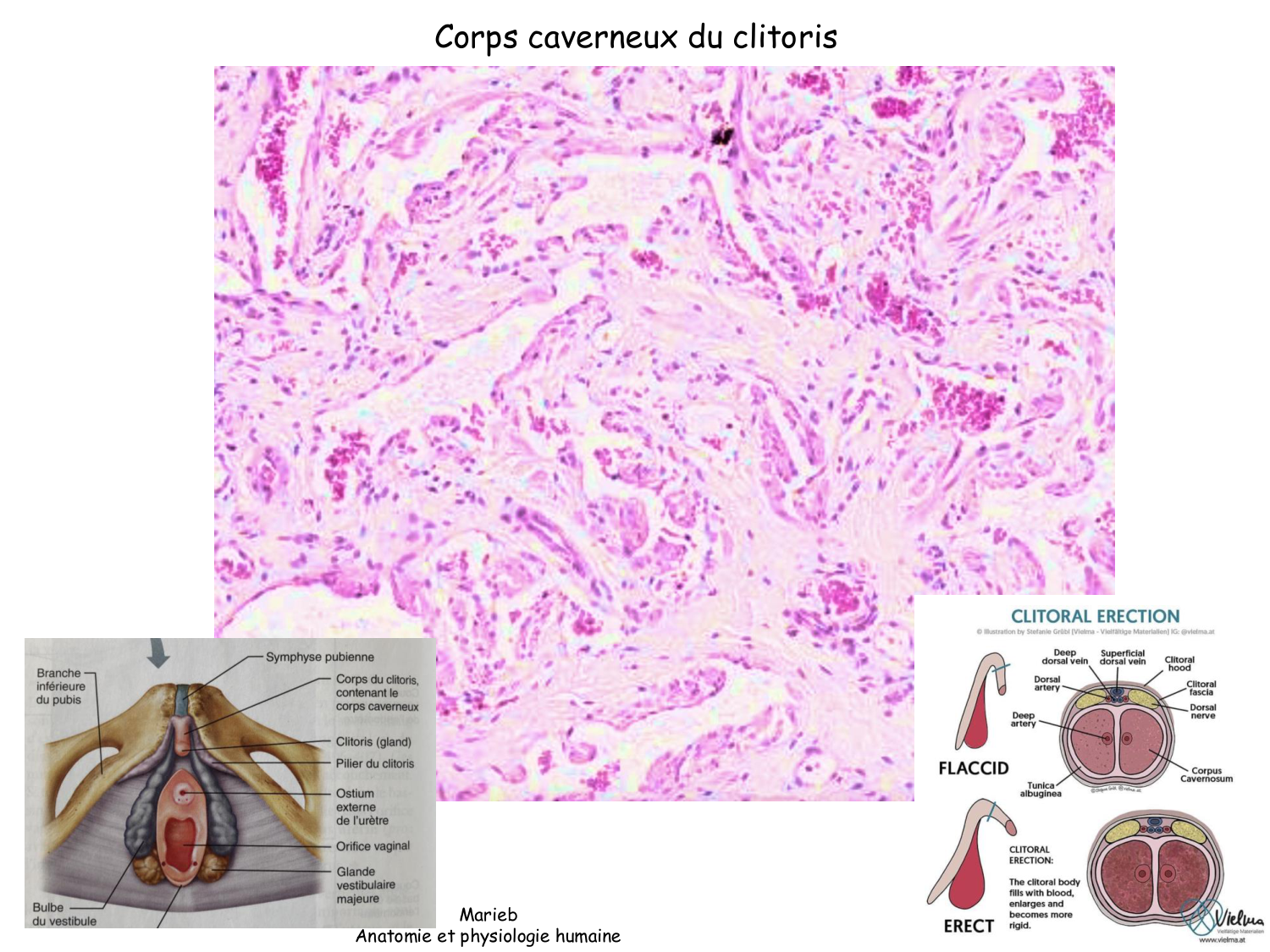 Physiologie reproductive masculine page 41