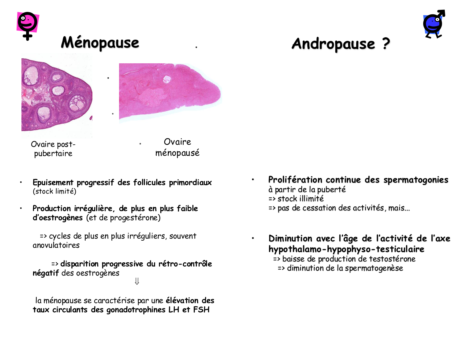 Physiologie reproductive masculine page 42