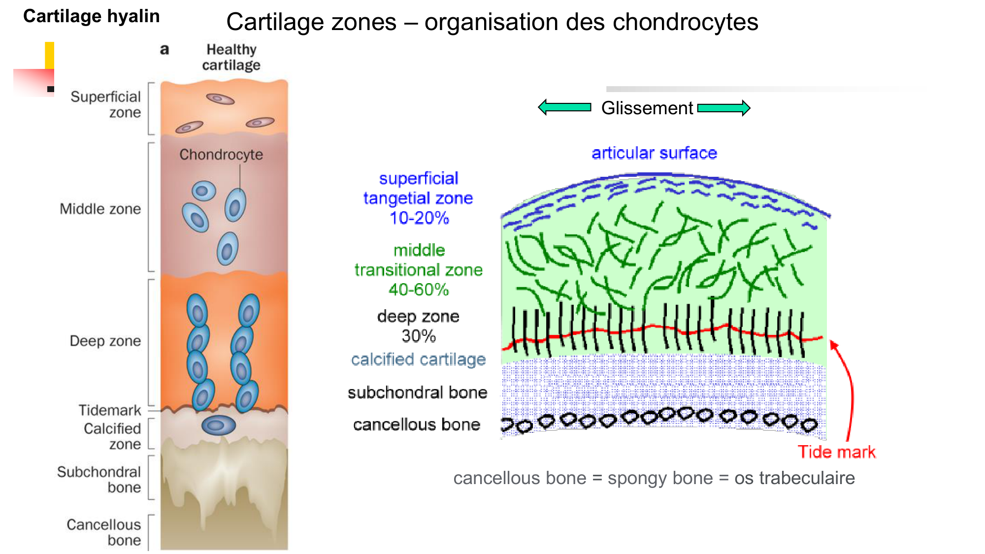 Cartilage page 20