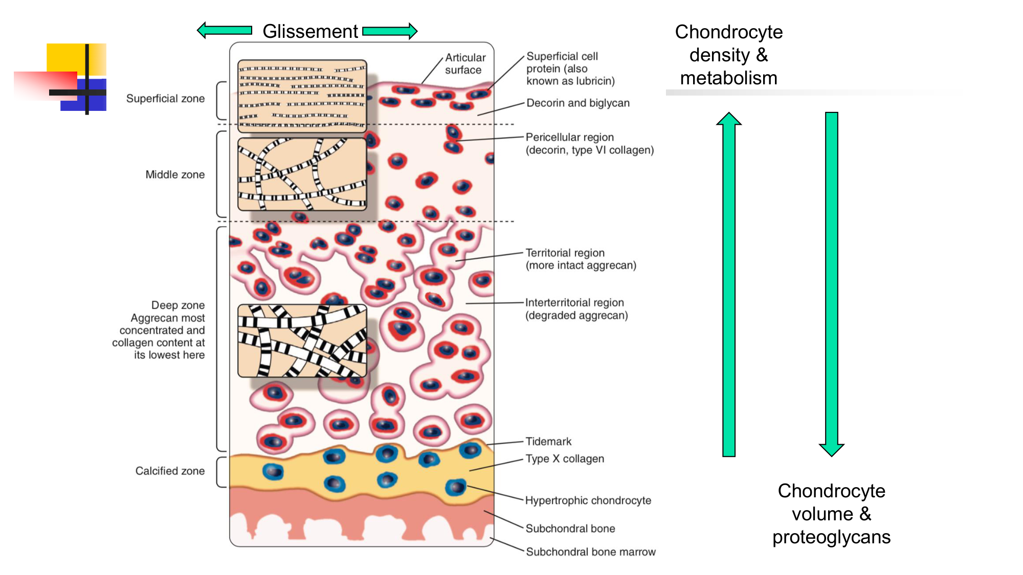 Cartilage page 25