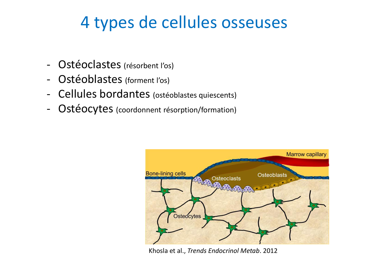 Cellules osseuses page 4