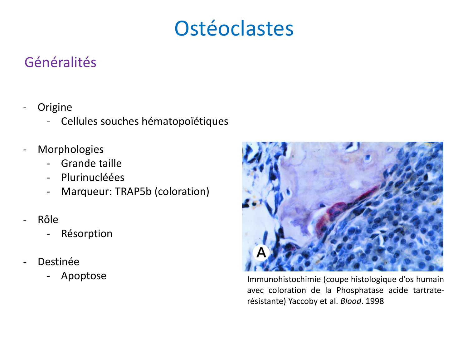 Cellules osseuses page 7
