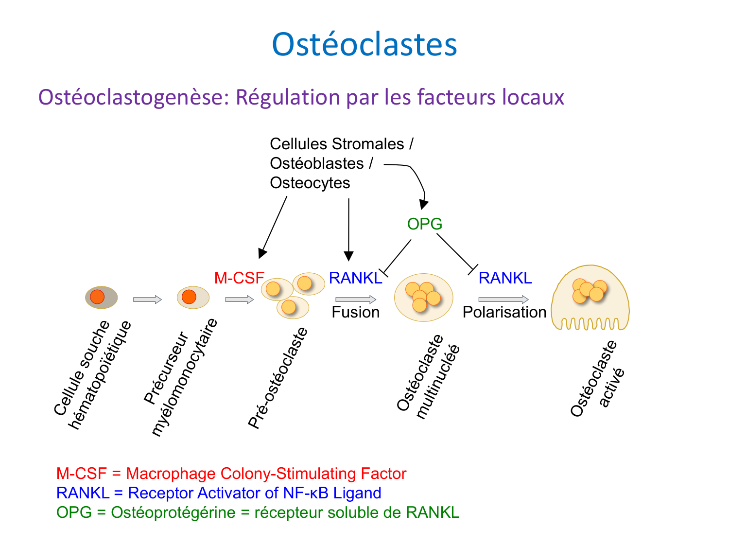 Cellules osseuses page 8