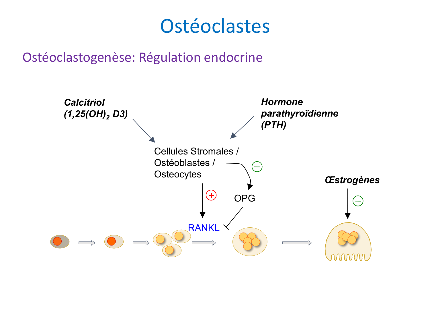 Cellules osseuses page 9
