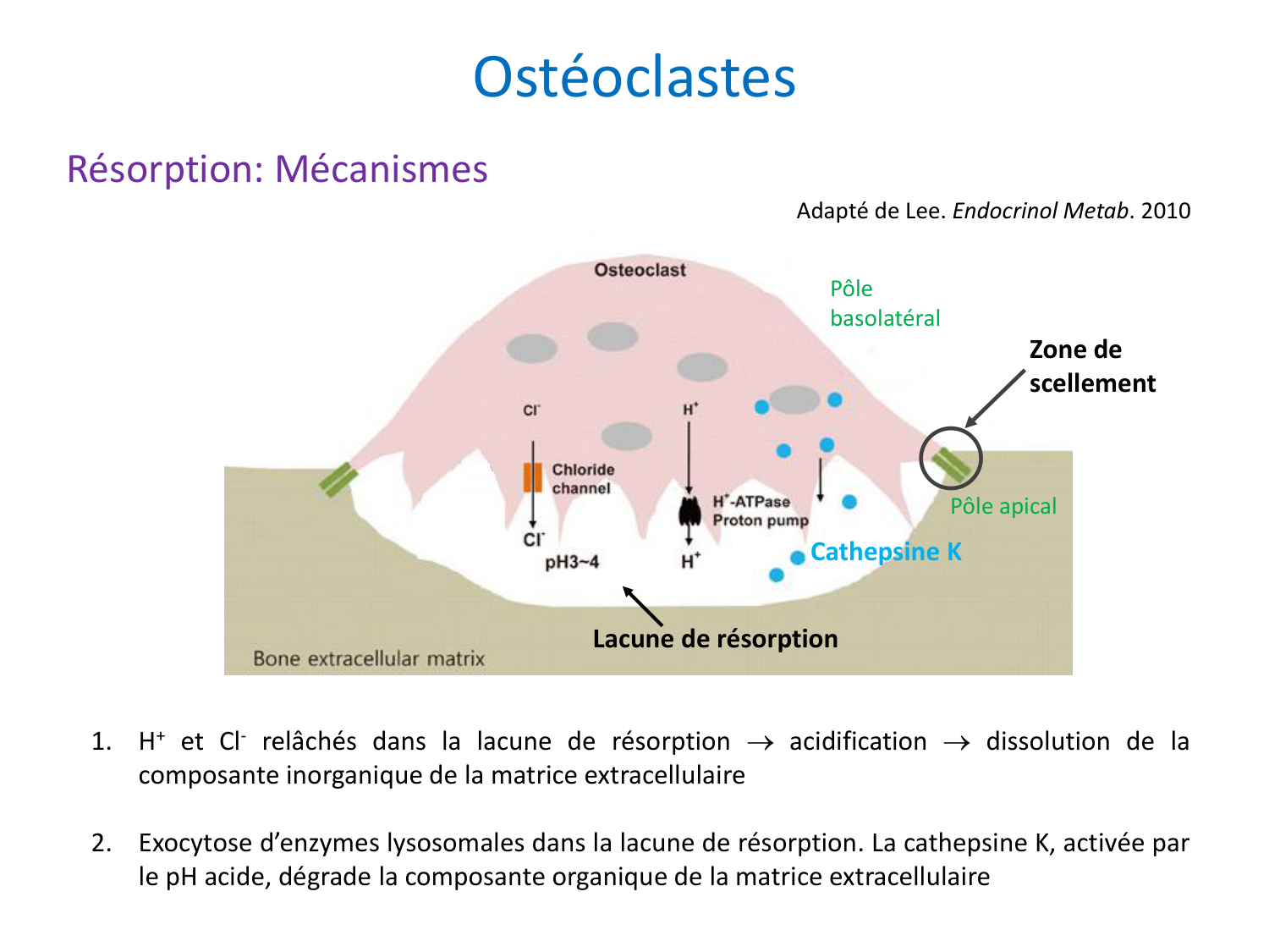 Cellules osseuses page 10