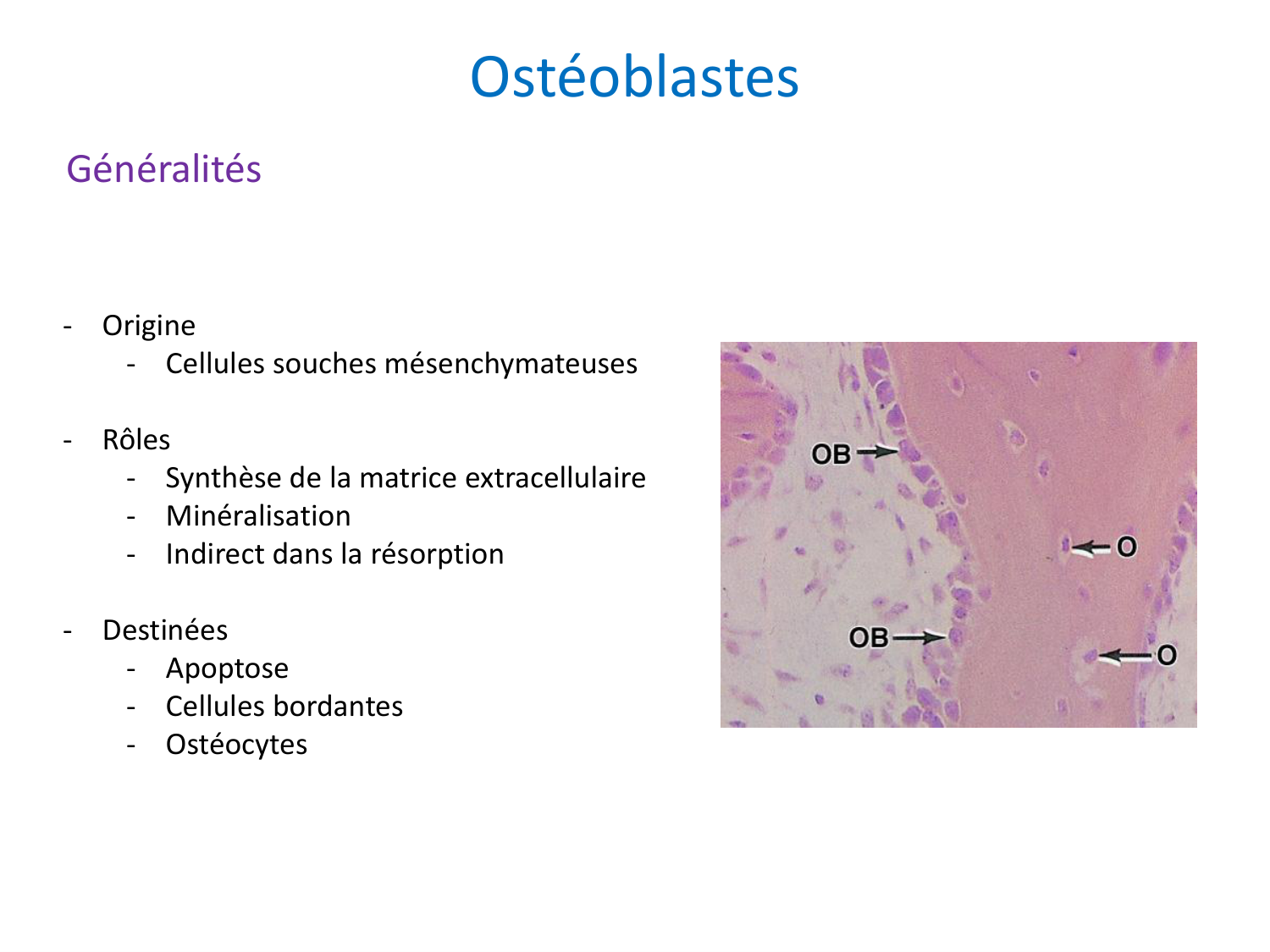 Cellules osseuses page 12