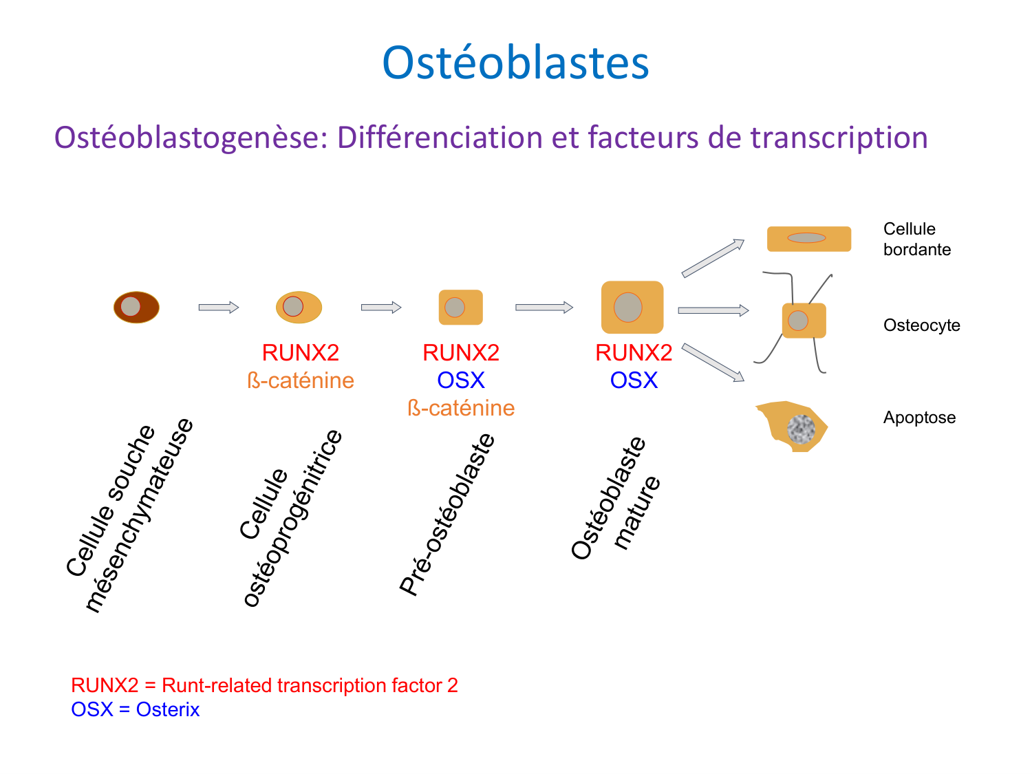 Cellules osseuses page 13