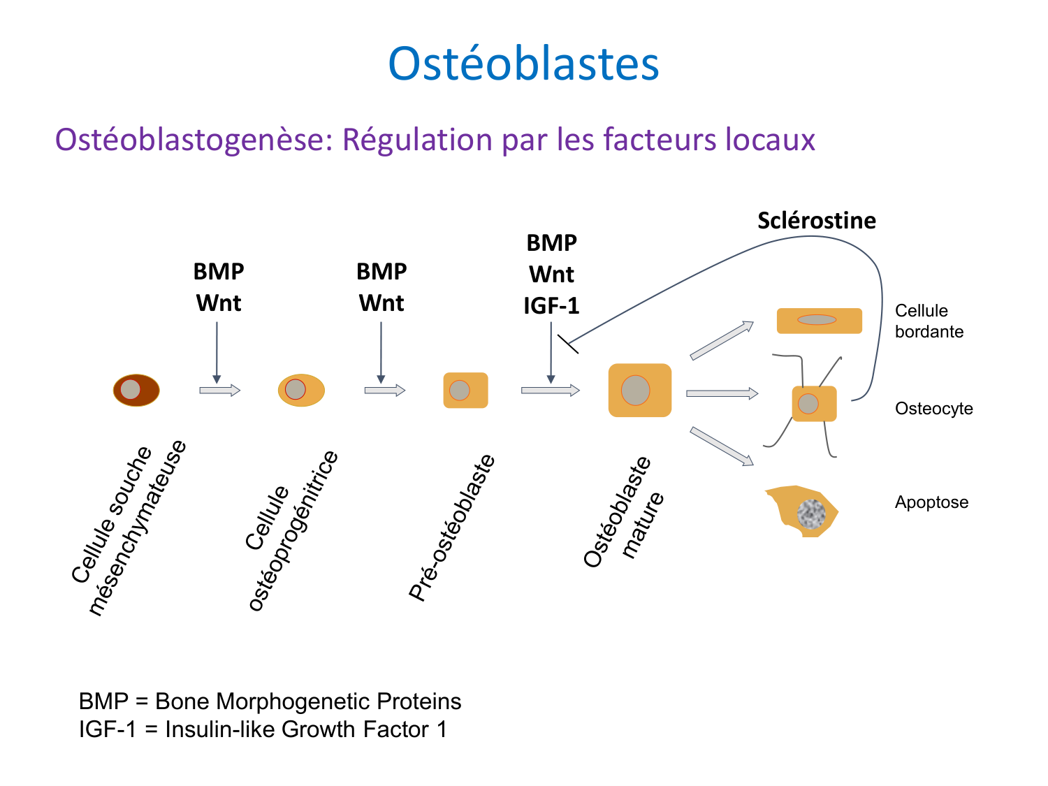 Cellules osseuses page 14