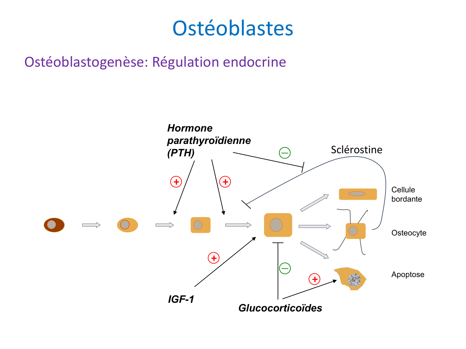 Cellules osseuses page 16