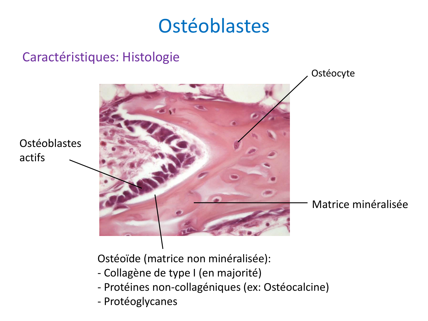 Cellules osseuses page 17