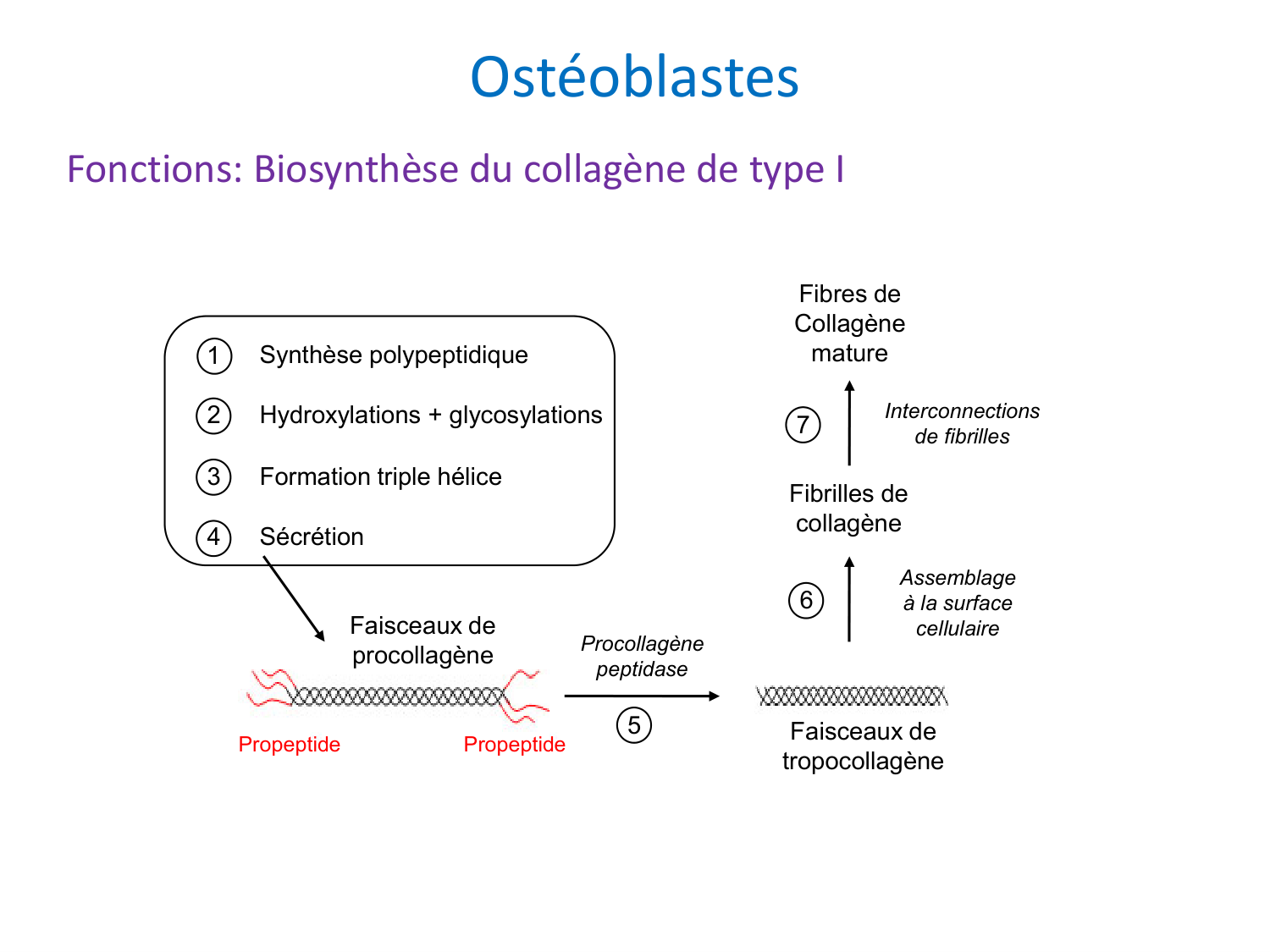 Cellules osseuses page 18