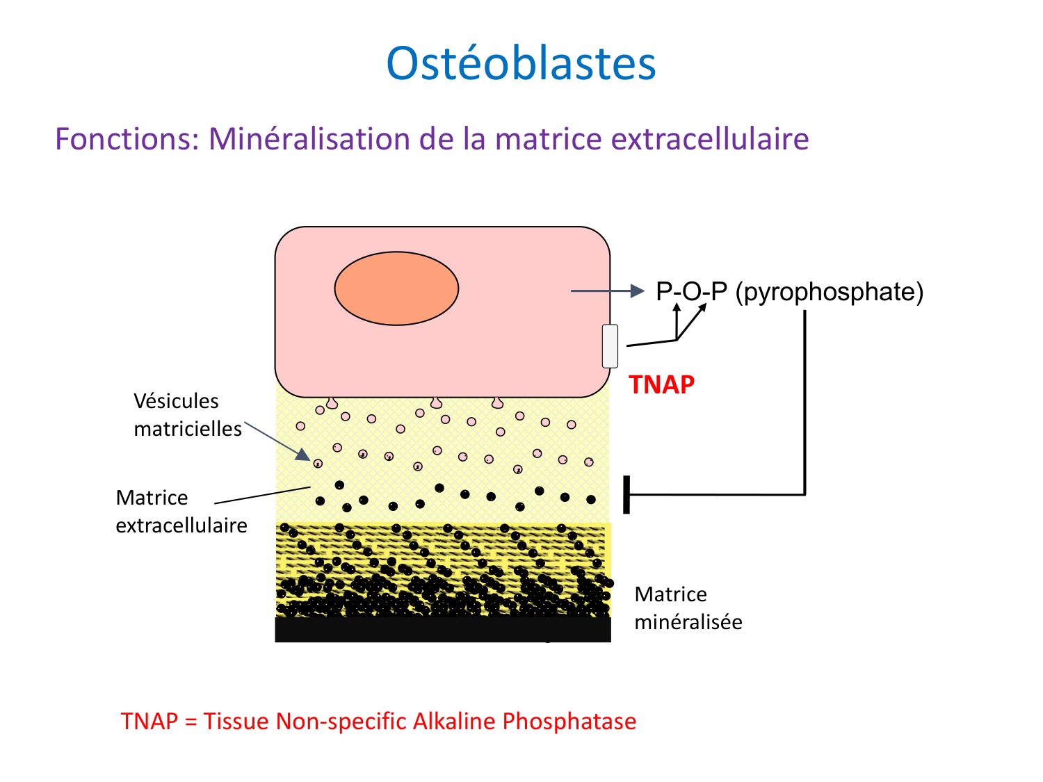 Cellules osseuses page 19