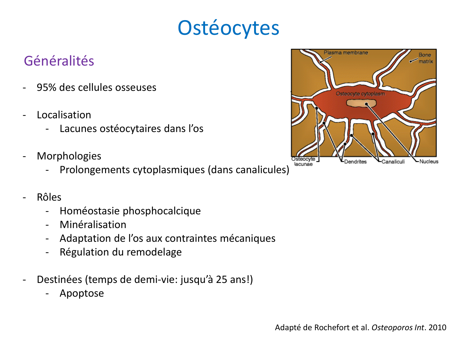 Cellules osseuses page 20