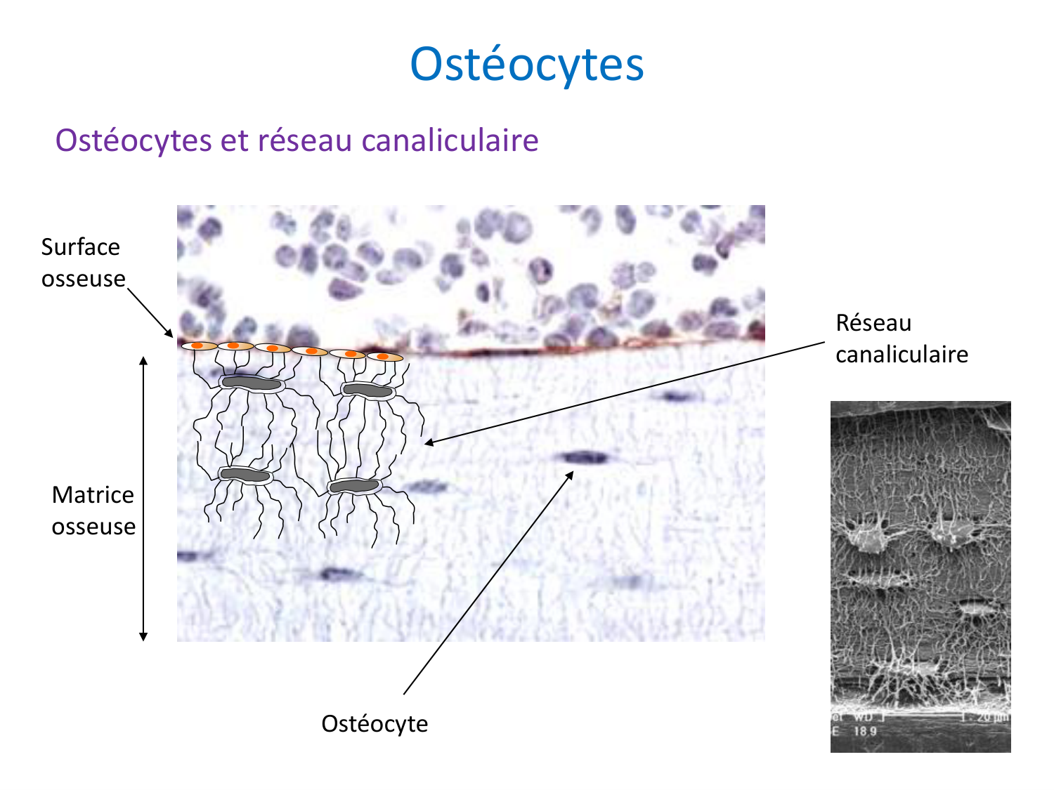 Cellules osseuses page 21