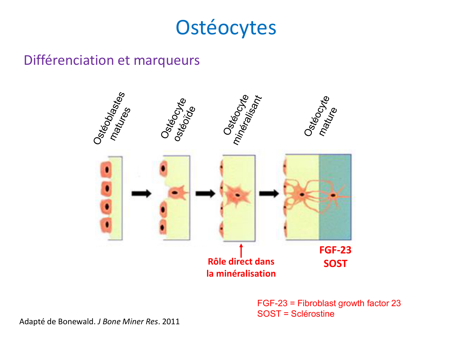 Cellules osseuses page 22