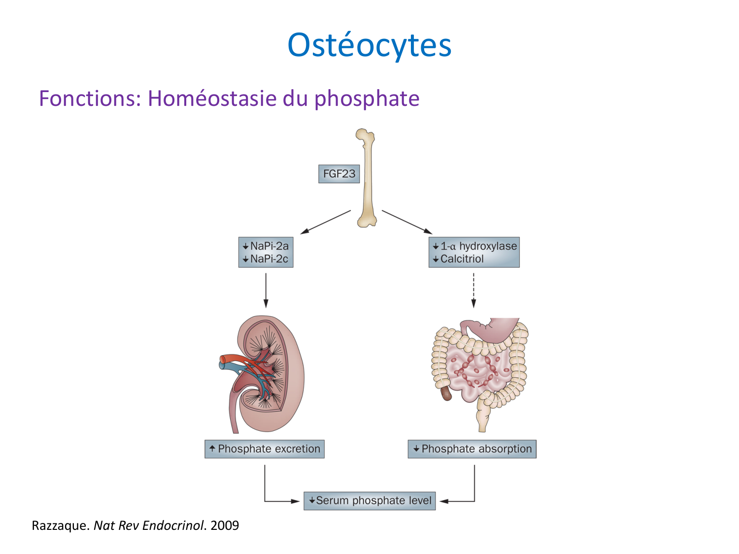 Cellules osseuses page 23