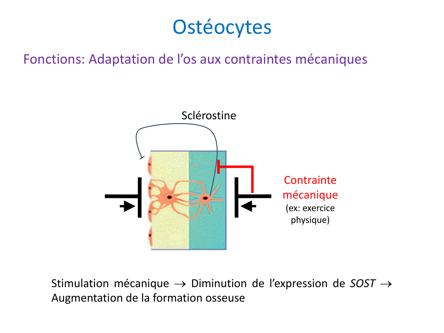 Cellules osseuses page 24