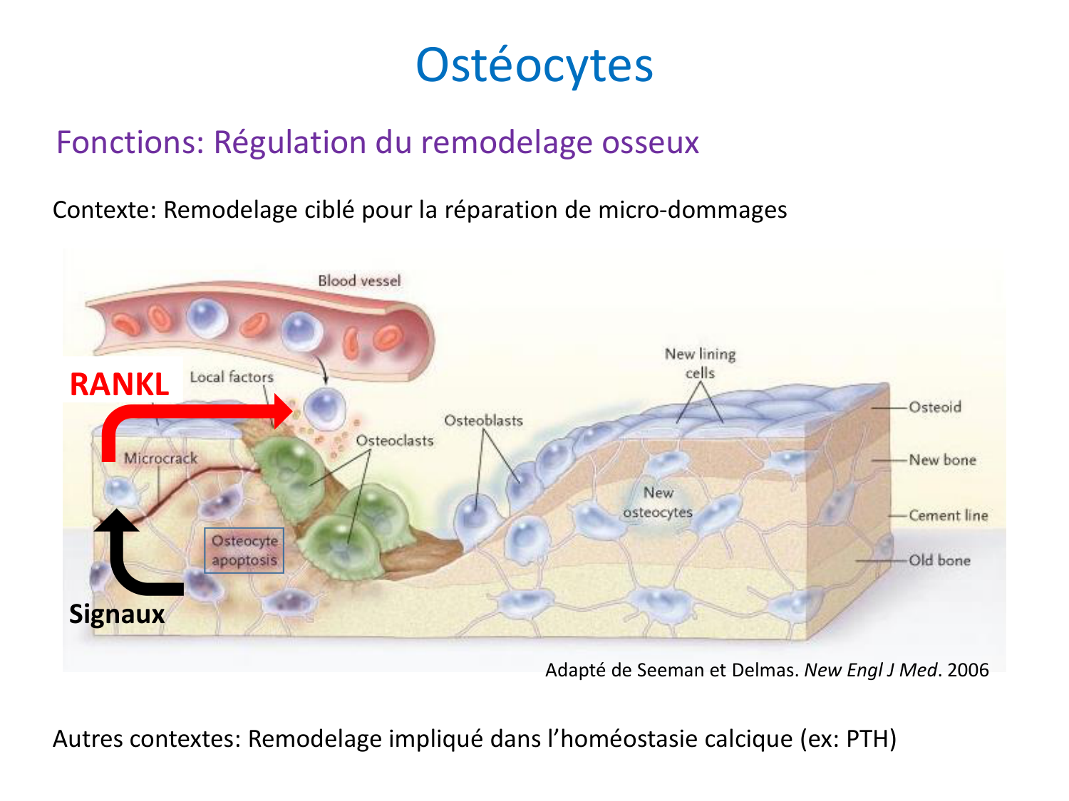 Cellules osseuses page 25