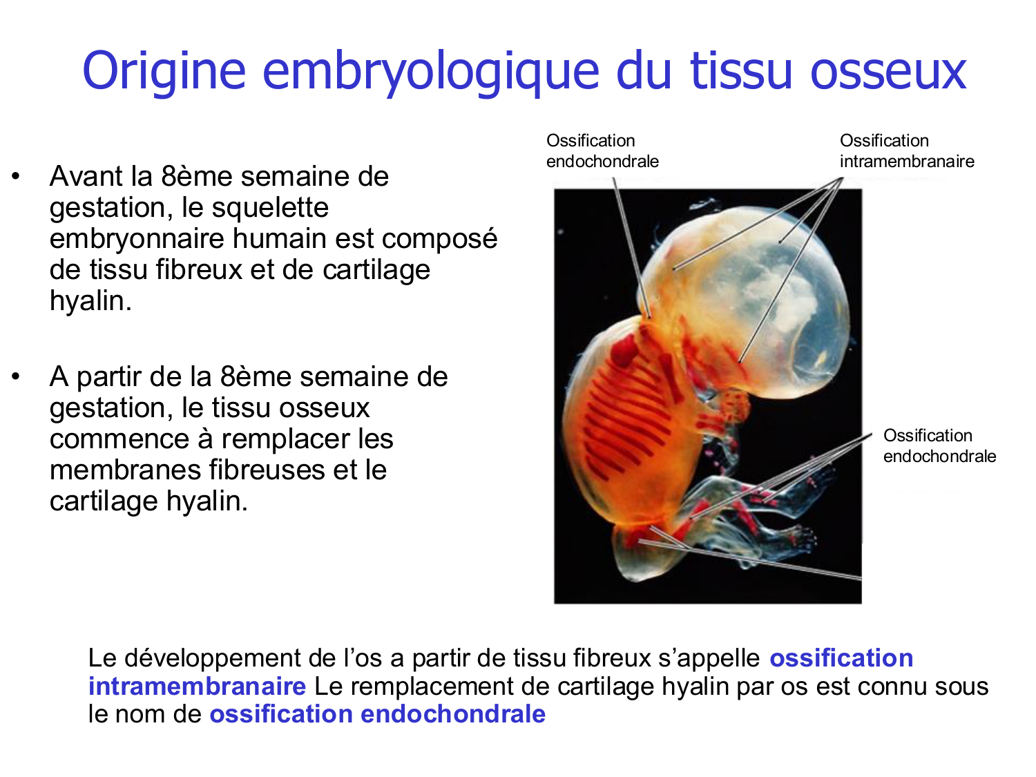 Croissance et os page 3