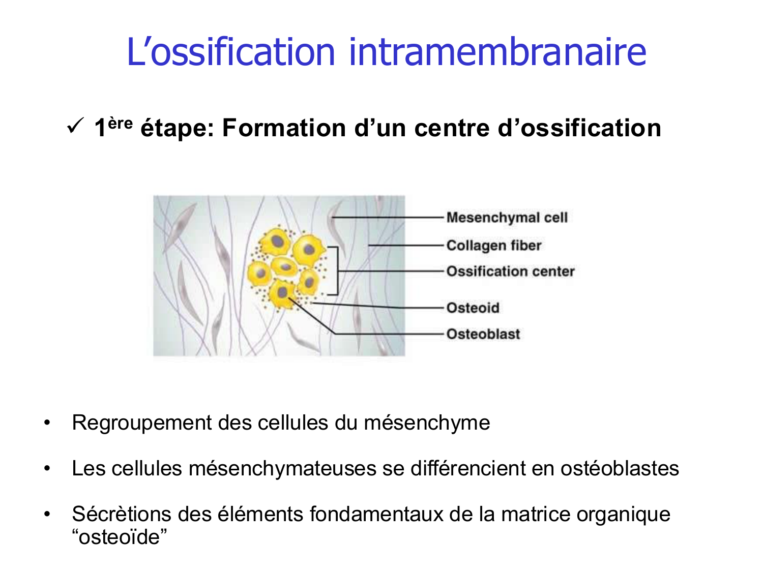 Croissance et os page 5