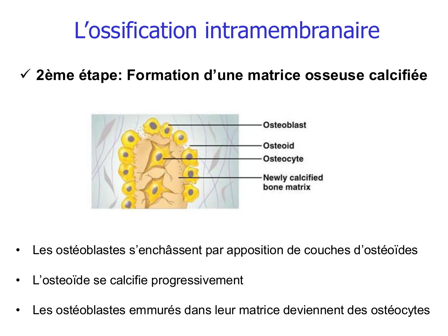 Croissance et os page 6