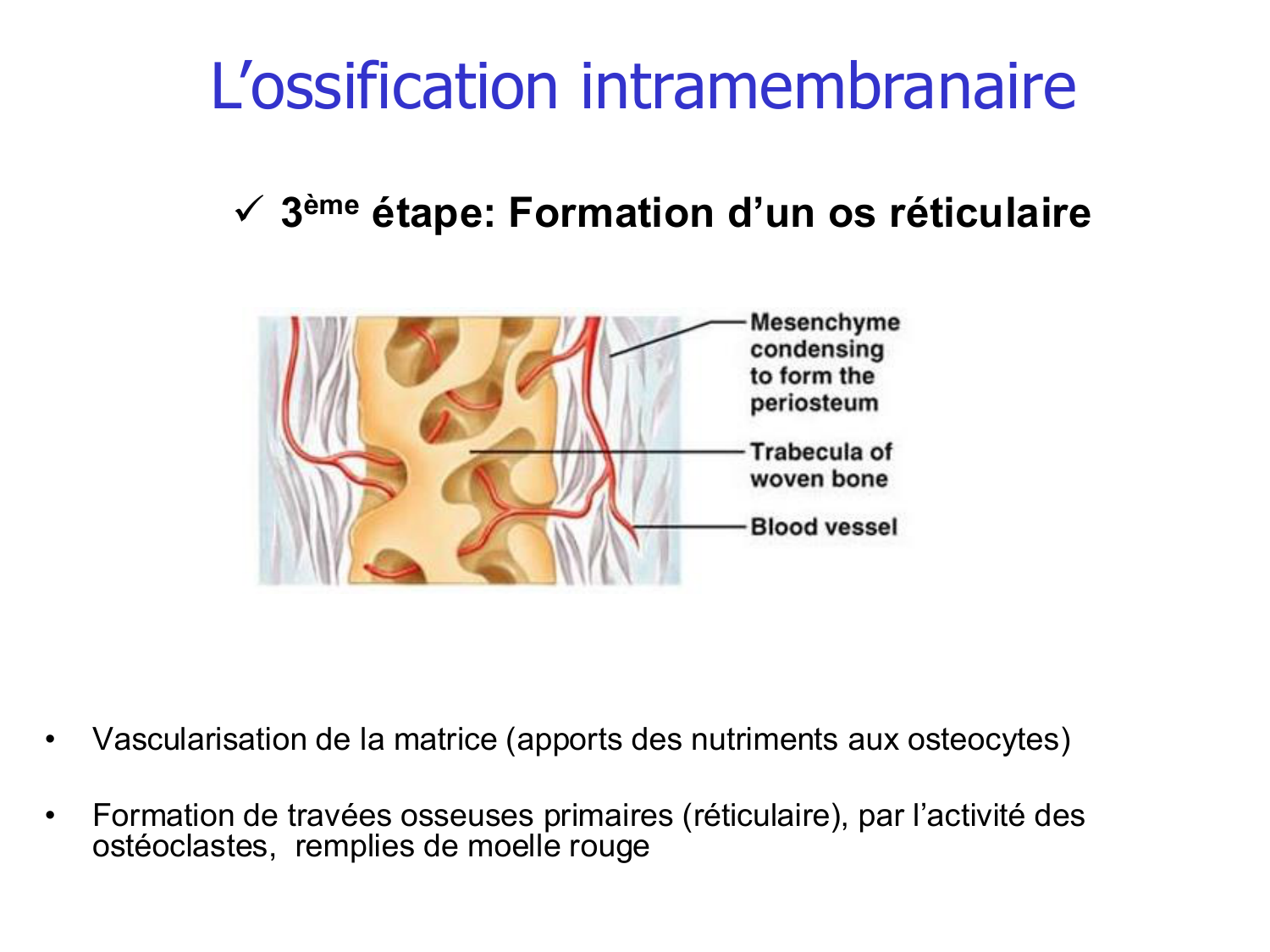 Croissance et os page 7