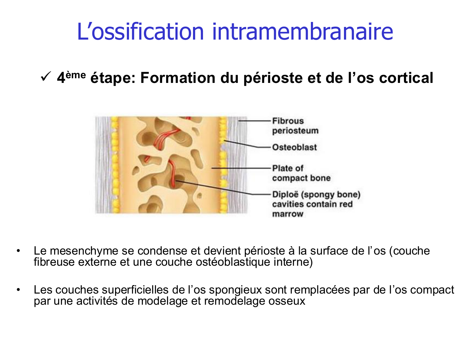 Croissance et os page 8