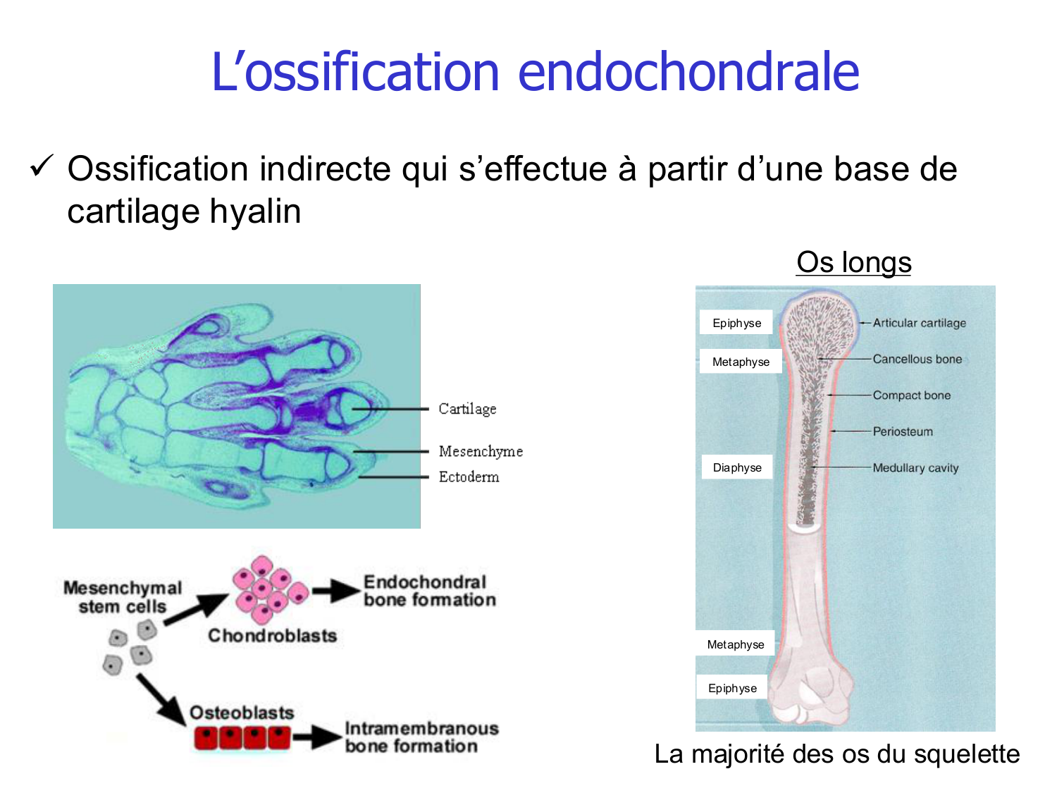 Croissance et os page 9