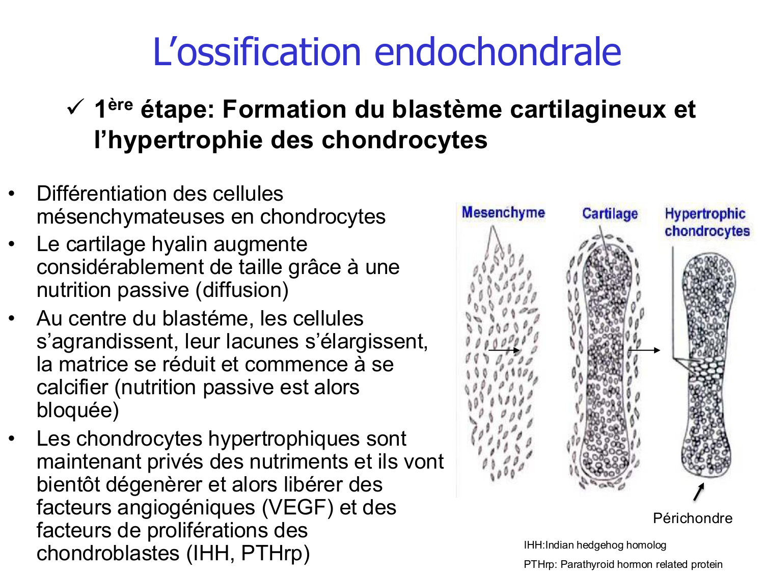 Croissance et os page 10