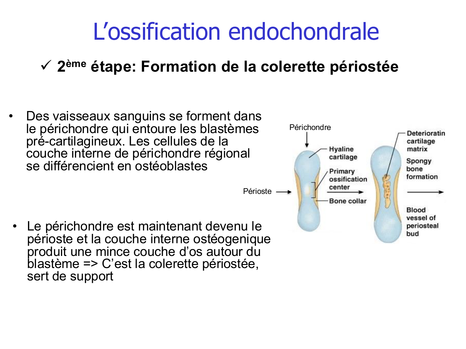 Croissance et os page 11