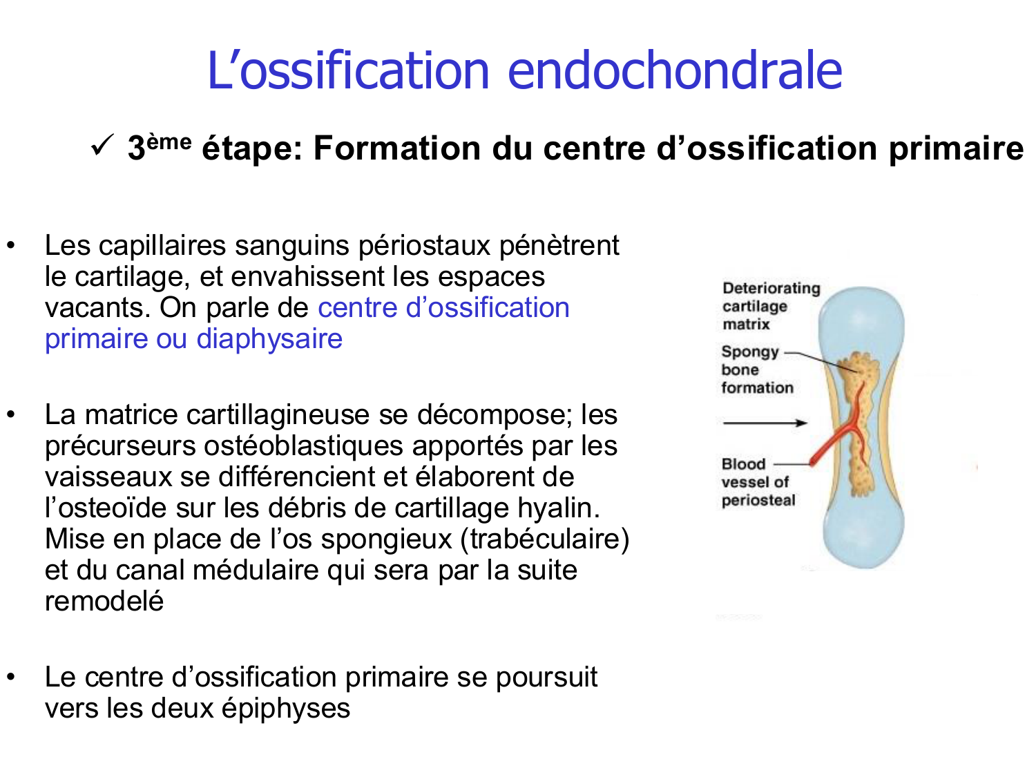 Croissance et os page 12