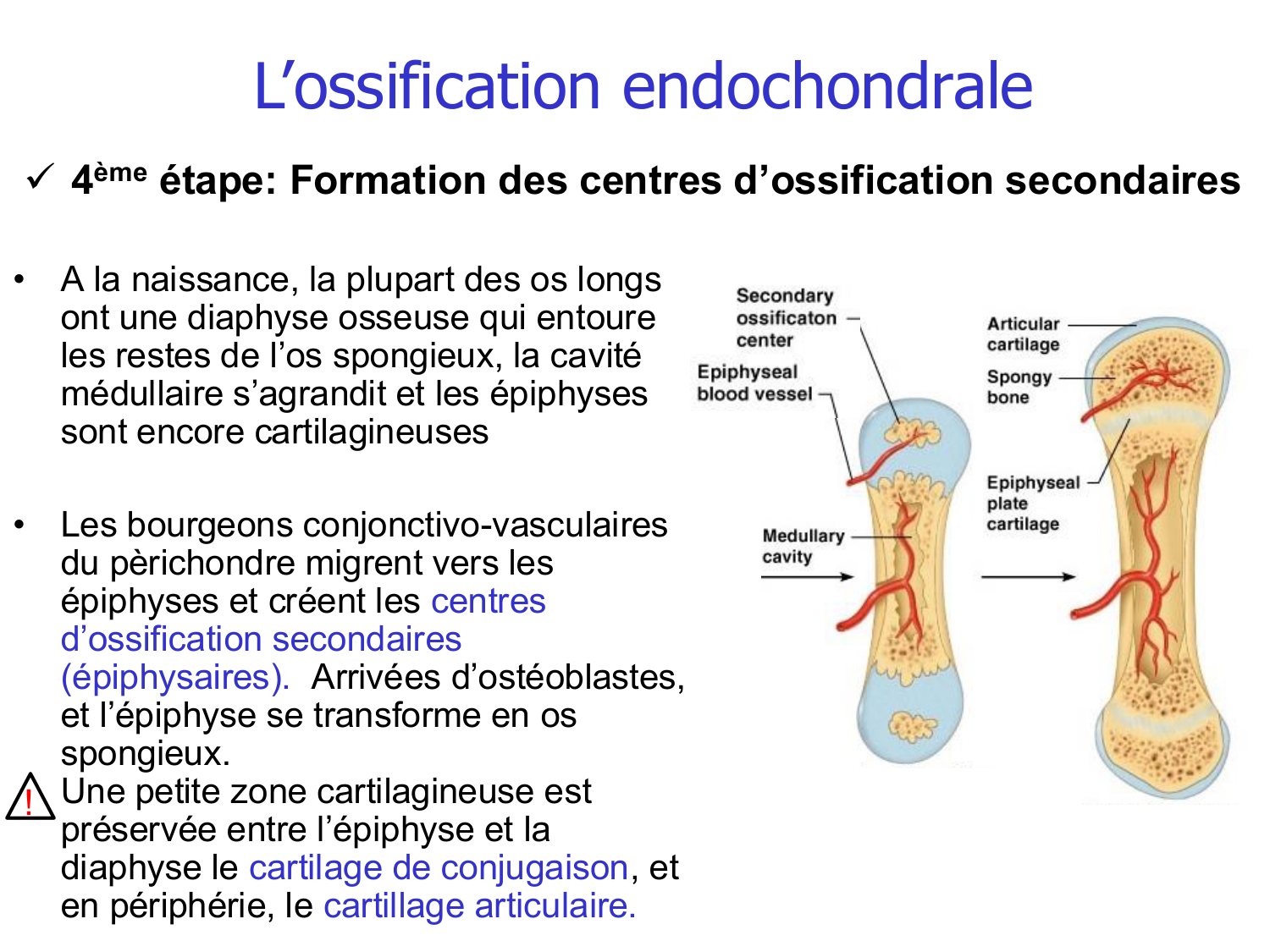 Croissance et os page 14